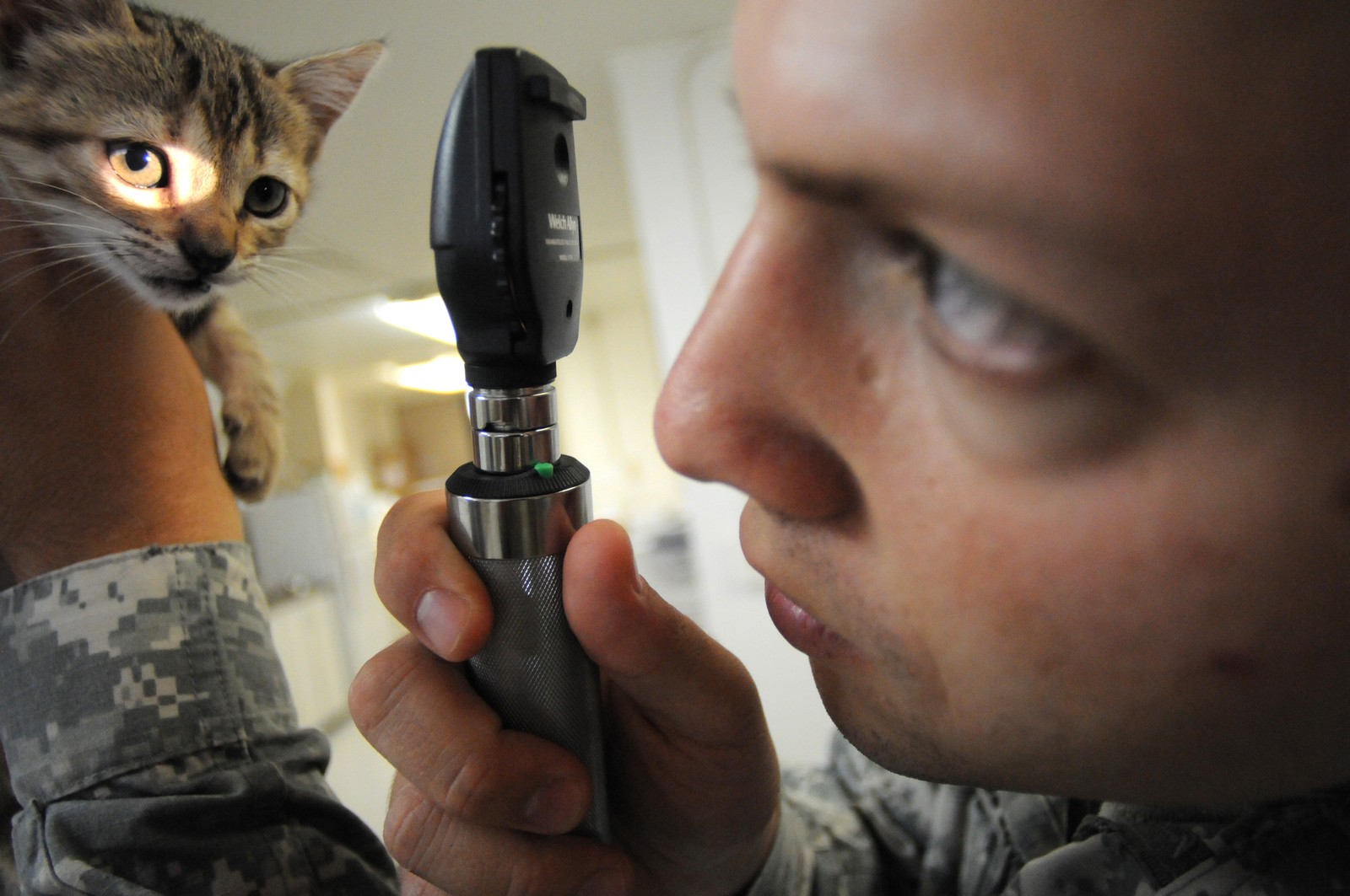 A clinician holding a kitten and looking at its eye with an ophthalmoscope